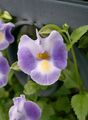 フォト ウィッシュボーンの花、レディーススリッパ、ブルーウイング ハンギングプラント 説明