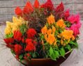   orange des fleurs en pot Crête De Coq herbeux / Celosia Photo