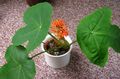   rouge des fleurs en pot Peregrina, Usine De La Goutte, La Rhubarbe Guatémaltèque herbeux / Jatropha Photo