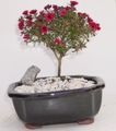   rojo Flores de salón Nueva Zelanda De Árbol De Té arbustos / Leptospermum Foto