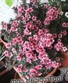   rosa Topfblumen Neuseeland Teebaum sträucher / Leptospermum Foto