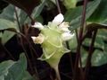 снимка Calathea, Зебра Растение, Паун Растителна Тревисто описание
