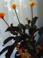   orange des fleurs en pot Calathea, Usine De Zèbre, Usine De Paon herbeux Photo