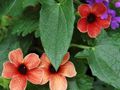   красный Комнатные Растения, Домашние Цветы Тунбергия лиана / Thunbergia alata Фото