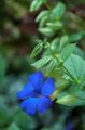   γαλάζιο Εσωτερικά λουλούδια Μαύρο Μάτι Susan αναρριχώμενα / Thunbergia alata φωτογραφία