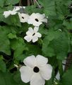   თეთრი შიდა მცენარეები, სახლი ყვავილები შავი თვალის Susan ლიანა / Thunbergia alata სურათი