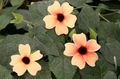   ピンク 屋内植物, ハウスフラワーズ 黒い目のスーザン つる植物 / Thunbergia alata フォト