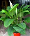   ホワイト 屋内植物, ハウスフラワーズ 平和ユリ 草本植物 / Spathiphyllum フォト