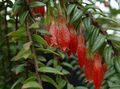   rød Indendørs Planter, Hus Blomster Agapetes hængende plante Foto
