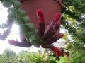   czerwony Pokojowe Kwiaty Agapetes ampelnye zdjęcie