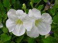   baltas Vidinis augalai, Namas Gėlės Asystasia krūmas Nuotrauka