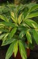   ақ үй гүлдері Alypiniya шөпті / Alpinia Фото