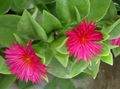   pink Indendørs Planter, Hus Blomster Aptenia hængende plante Foto