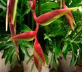   rouge des fleurs en pot Pince De Homard,  herbeux / Heliconia Photo
