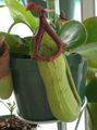   vert des fleurs en pot Singe Bambou Cruche une liane / Nepenthes Photo