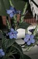   světle modrá Pokojové květiny Modrá Šalvěj, Modrý Eranthemum křoví fotografie