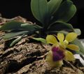   geel Huis Bloemen Haraella kruidachtige plant foto
