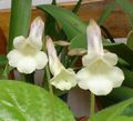   hvid Indendørs Planter, Hus Blomster Chirita urteagtige plante Foto