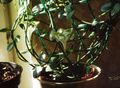   fehér Borospohár Szőlő, Szökőkút Virág, Ejtőernyős Üzem lóg növény / Ceropegia fénykép