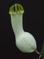   fehér Borospohár Szőlő, Szökőkút Virág, Ejtőernyős Üzem lóg növény / Ceropegia fénykép