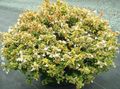   бял Интериорни цветове Abelia храсти снимка