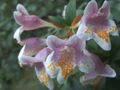   ピンク 屋内植物, ハウスフラワーズ アベリア 低木 / Abelia フォト