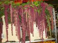   clarete Plantas de Interior, Casa de Flores Amaranthus, Love-Lies-Bleeding, Kiwicha planta herbácea / Amaranthus caudatus foto