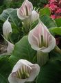   pink Indoor Plants, House Flowers Dragon Arum, Cobra Plant, American Wake Robin, Jack in the Pulpit / Arisaema Photo