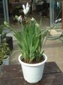   ホワイト 屋内植物, ハウスフラワーズ ヒヒの花、ヒヒルート 草本植物 / Babiana フォト