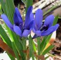   světle modrá Pavián Květina, Pavián Kořen bylinné / Babiana fotografie