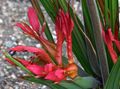   vermelho Plantas de Interior, Casa de Flores Baboon Flower, Baboon Root planta herbácea / Babiana foto