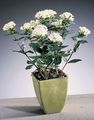   biely Kvetinové Kvety Závod Jazmín, Šarlátový Trumpetilla kríki / Bouvardia fotografie