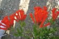   rot Topfblumen Jasmin Pflanze, Scharlachrot Trumpetilla sträucher / Bouvardia Foto