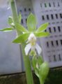   green Indoor Plants, House Flowers Calanthe herbaceous plant Photo