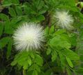   bela Sobne Rastline, Sobne cvetje Rdeča Puff Prahu grmi / Calliandra fotografija