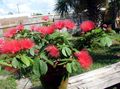   raudonas Vidinis augalai, Namas Gėlės Raudona Pūderslotiņa krūmas / Calliandra Nuotrauka