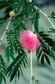   ピンク 屋内植物, ハウスフラワーズ 赤いパウダーパフ 低木 / Calliandra フォト
