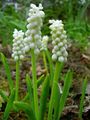   λευκό Εσωτερικά λουλούδια Υάκινθος Σταφυλιών ποώδη / Muscari φωτογραφία