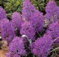   fialový Kvetinové Kvety Modrica trávovitý / Muscari fotografie
