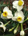   hvítur Blómapotti, Daffy Niður Dilly herbaceous planta / Narcissus mynd