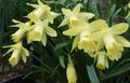   rumena Sobne Rastline, Sobne cvetje Narcise, Daffy Navzdol Dilly travnate / Narcissus fotografija