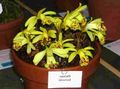   黄 屋内植物, ハウスフラワーズ インドクロッカス 草本植物 / Pleione フォト