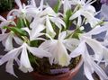   wit Huis Bloemen Indian Crocus kruidachtige plant / Pleione foto