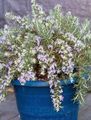   bleu ciel des fleurs en pot Romarin des arbustes / Rosmarinus Photo
