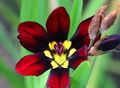   οινώδης Εσωτερικά λουλούδια Sparaxis ποώδη φωτογραφία