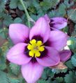   leylak Kapalı bitkiler, Evin çiçekler Sparaxis otsu bir bitkidir fotoğraf