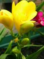   rumena Sobne Rastline, Sobne cvetje Sparaxis travnate fotografija