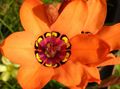   оранжев Интериорни цветове Sparaxis тревисто снимка