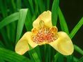   gul Tigridia, Meksikansk Shell-Blomst urteaktig plante Bilde