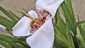   бял Tigridia, Мексикански Черупка-Цвете тревисто снимка